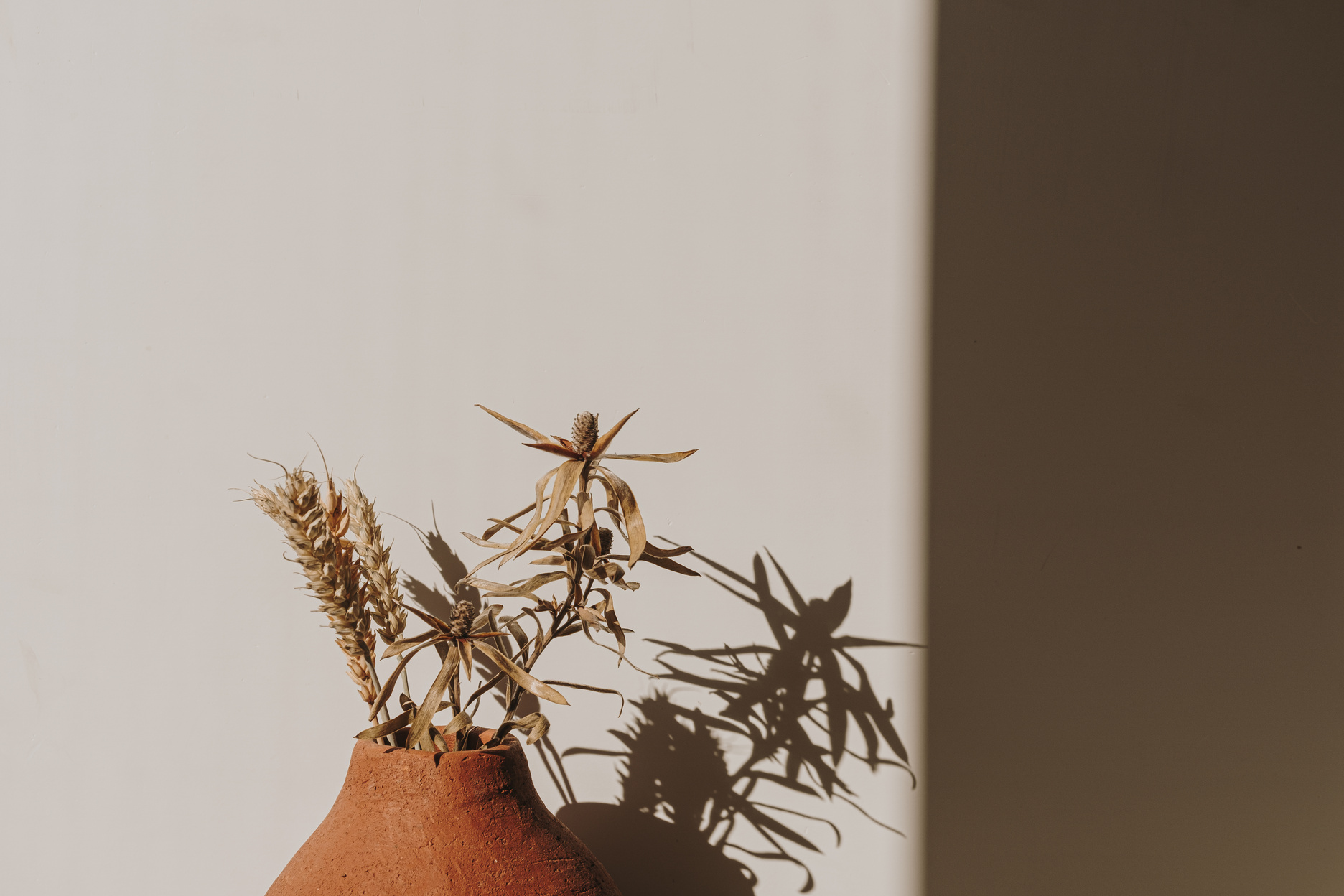 Dried Plants in Clay Pot